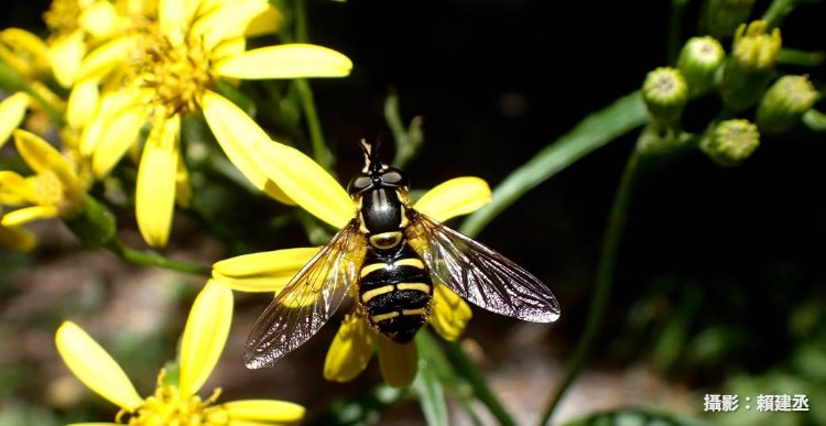 Chrysotoxum formosanum